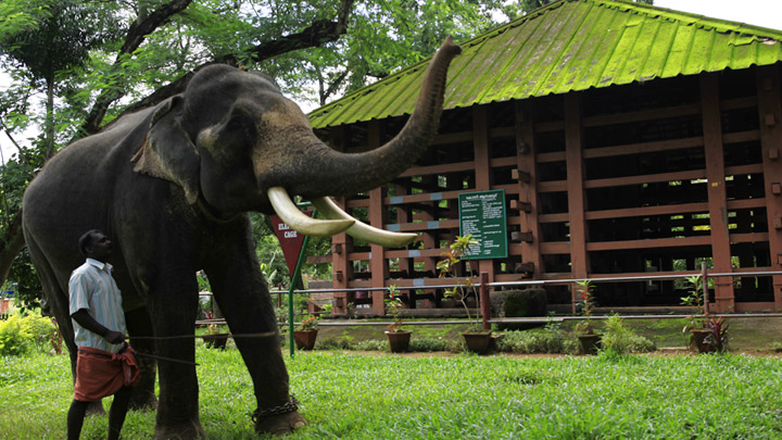 Konni Elephant Camp  Pathanamthitta