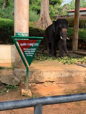 Konni Elephant Camp Pathanamthitta