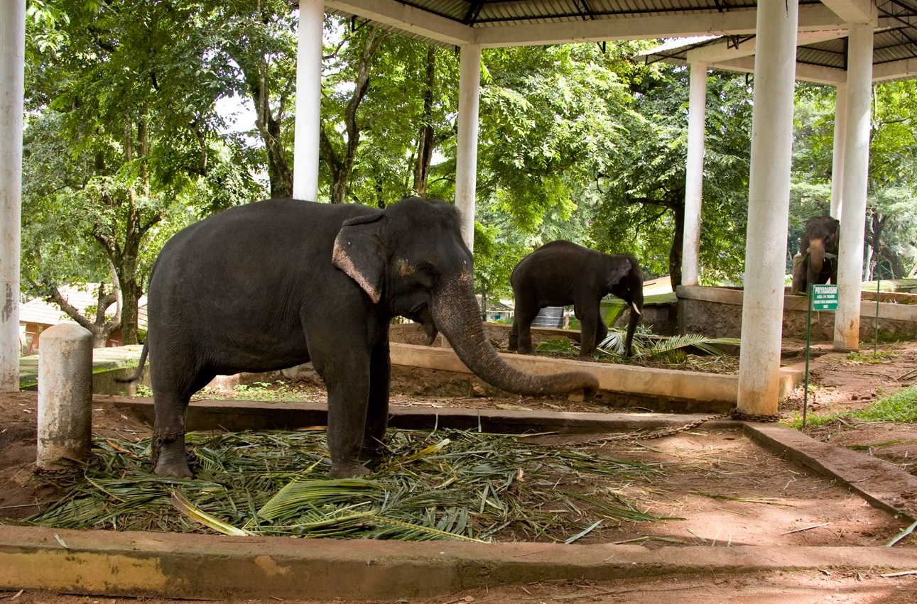 Konni Elephant Camp